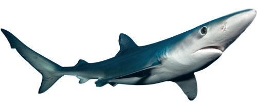 Maine blue shark fishing charters