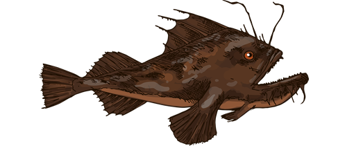 Maine Monkfish